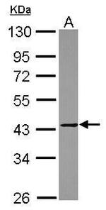 MMP23 Antibody in Western Blot (WB)