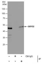 SMYD2 Antibody in Immunoprecipitation (IP)