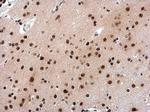 INTS4 Antibody in Immunohistochemistry (Paraffin) (IHC (P))