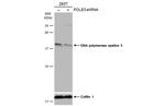POLE3 Antibody in Western Blot (WB)