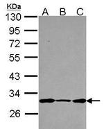 DCUN1D1 Polyclonal Antibody