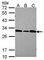DCUN1D1 Polyclonal Antibody
