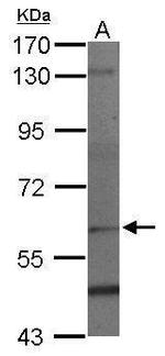 PAF1 Polyclonal Antibody