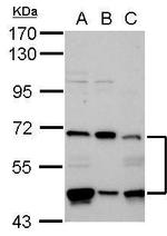 P4HTM Antibody in Western Blot (WB)