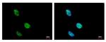 KLHDC4 Polyclonal Antibody