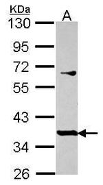 PRR11 Antibody in Western Blot (WB)
