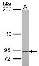 MCTP2 Polyclonal Antibody