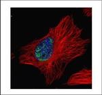 MYNN Polyclonal Antibody