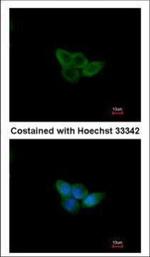 NXF2 Antibody in Immunocytochemistry (ICC/IF)