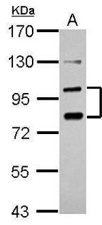 PCDHA6 Polyclonal Antibody