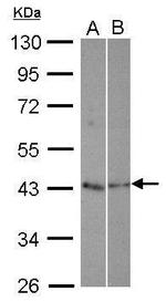 TEX13A Polyclonal Antibody