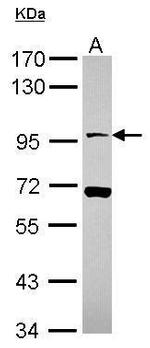 NLGN4X Polyclonal Antibody