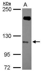 SH3RF1 Antibody in Western Blot (WB)