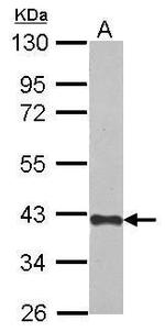 CREBZF Polyclonal Antibody