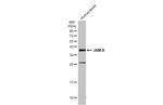 JAM2 Polyclonal Antibody