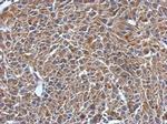 MYL7 Antibody in Immunohistochemistry (Paraffin) (IHC (P))