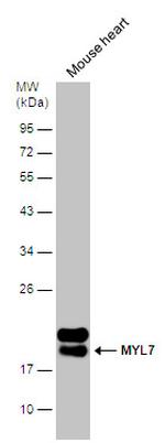 MYL7 Antibody in Western Blot (WB)