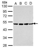 SIGIRR Antibody in Western Blot (WB)