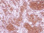 CIDEC Antibody in Immunohistochemistry (Paraffin) (IHC (P))