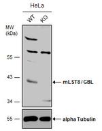 GBL Polyclonal Antibody