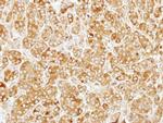 SIL1 Antibody in Immunohistochemistry (Paraffin) (IHC (P))