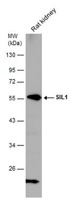 SIL1 Antibody in Western Blot (WB)