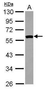 SIL1 Antibody in Western Blot (WB)