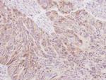 SIL1 Antibody in Immunohistochemistry (Paraffin) (IHC (P))