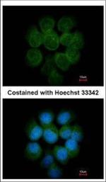 MTMR14 Antibody in Immunocytochemistry (ICC/IF)
