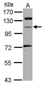 MICAL1 Polyclonal Antibody