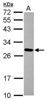 MRPL9 Antibody in Western Blot (WB)