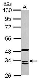 MRPL1 Antibody in Western Blot (WB)