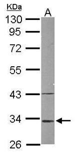 MRPL1 Antibody in Western Blot (WB)