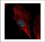 NOL6 Polyclonal Antibody