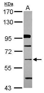 ZNF426 Antibody in Western Blot (WB)