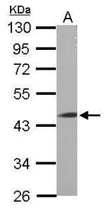 LRRC2 Polyclonal Antibody