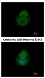 NPEPL1 Polyclonal Antibody