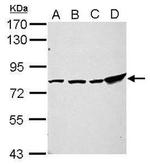 ZNF408 Antibody in Western Blot (WB)