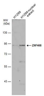 ZNF408 Antibody in Western Blot (WB)