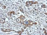 HPS6 Antibody in Immunohistochemistry (Paraffin) (IHC (P))