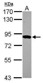 HPS6 Antibody in Western Blot (WB)