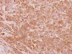 PHF17 Antibody in Immunohistochemistry (Paraffin) (IHC (P))