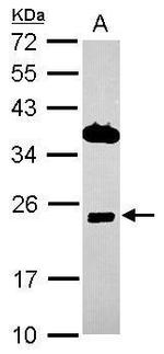 ITM2C Antibody in Western Blot (WB)