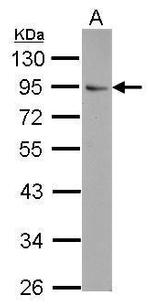 FLYWCH1 Polyclonal Antibody