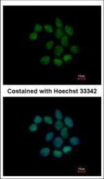 C1orf57 Polyclonal Antibody