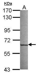 CML66 Polyclonal Antibody