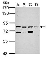 KLHL1 Antibody in Western Blot (WB)