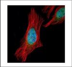 SGOL1 Polyclonal Antibody