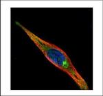 KIF13A Polyclonal Antibody