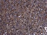 KIF13A Antibody in Immunohistochemistry (Paraffin) (IHC (P))